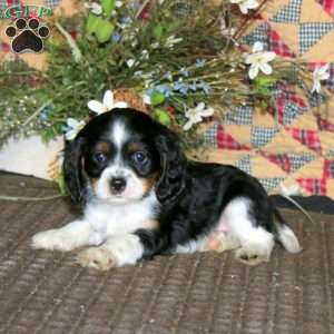 Muff, Cockalier Puppy