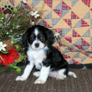 Muff, Cockalier Puppy