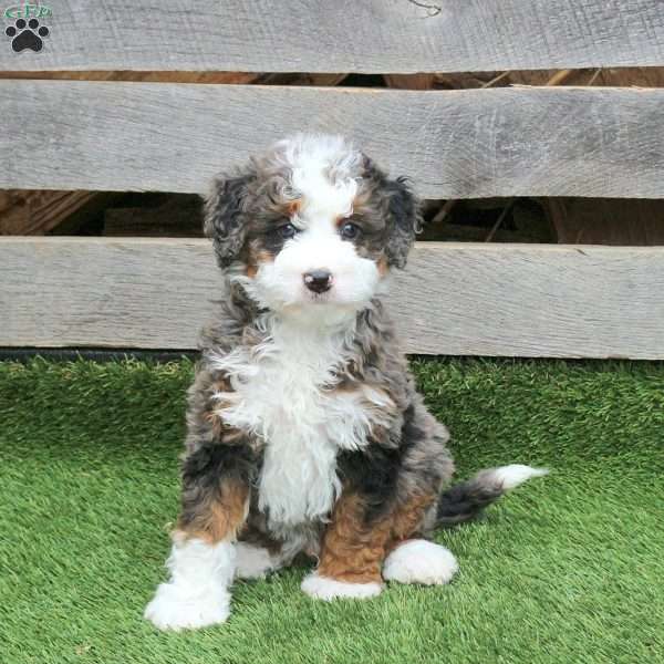 Murdock, Mini Bernedoodle Puppy
