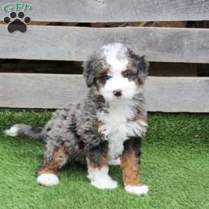 Murdock, Mini Bernedoodle Puppy