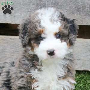 Murdock, Mini Bernedoodle Puppy
