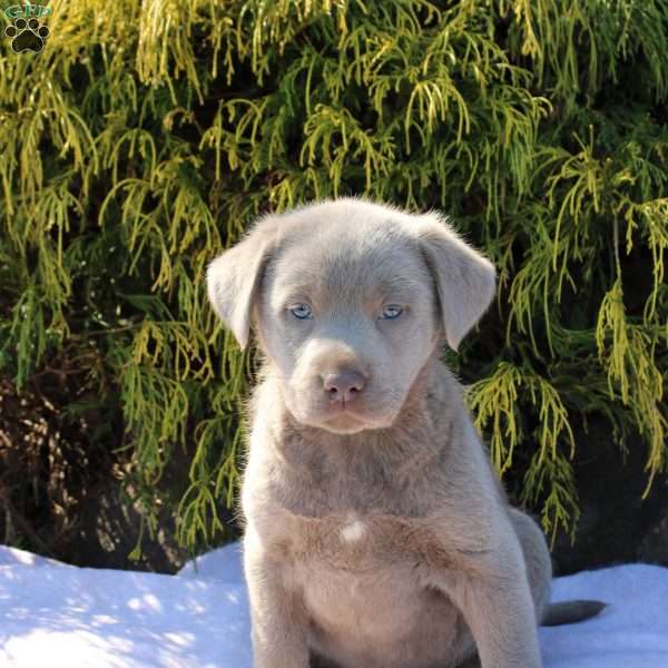 Murphy, Silver Labrador Retriever Puppy
