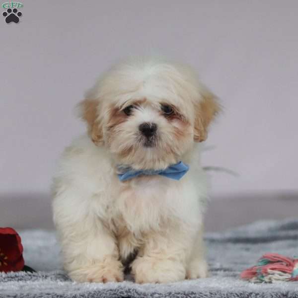 Murray, Lhasa Apso Puppy