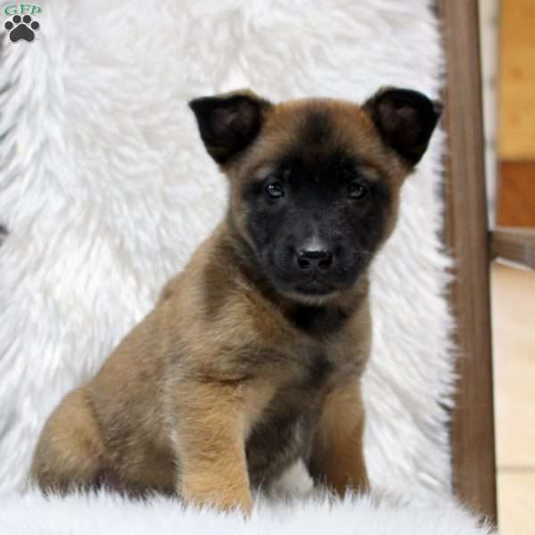 Myles, Belgian Malinois Puppy