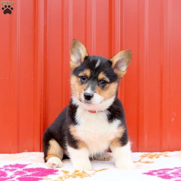 Myles, Pembroke Welsh Corgi Puppy