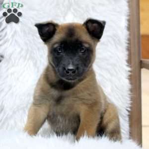 Myles, Belgian Malinois Puppy