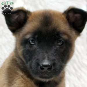 Myles, Belgian Malinois Puppy