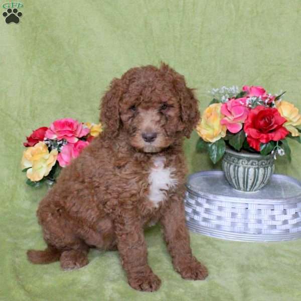 Nacho, Goldendoodle Puppy