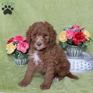 Nacho, Goldendoodle Puppy