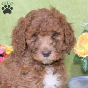 Nacho, Goldendoodle Puppy