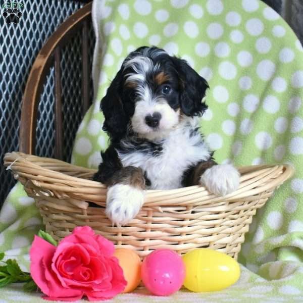 Nala, Mini Bernedoodle Puppy