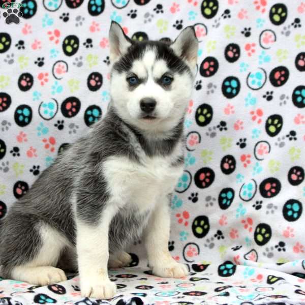 Nala, Siberian Husky Puppy