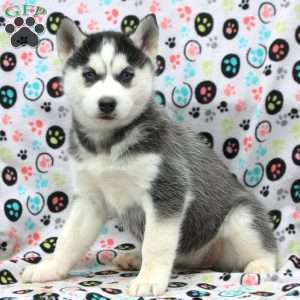 Nala, Siberian Husky Puppy