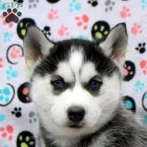 Nala, Siberian Husky Puppy