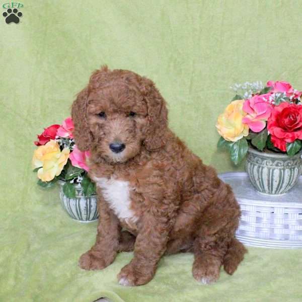 Nash, Goldendoodle Puppy