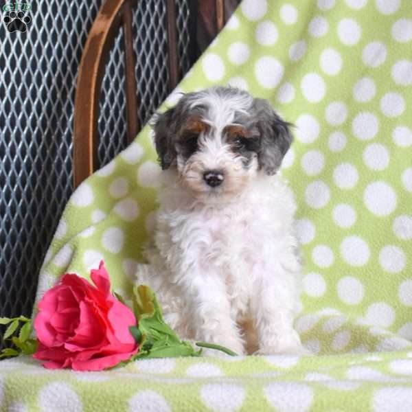 Nash, Mini Bernedoodle Puppy