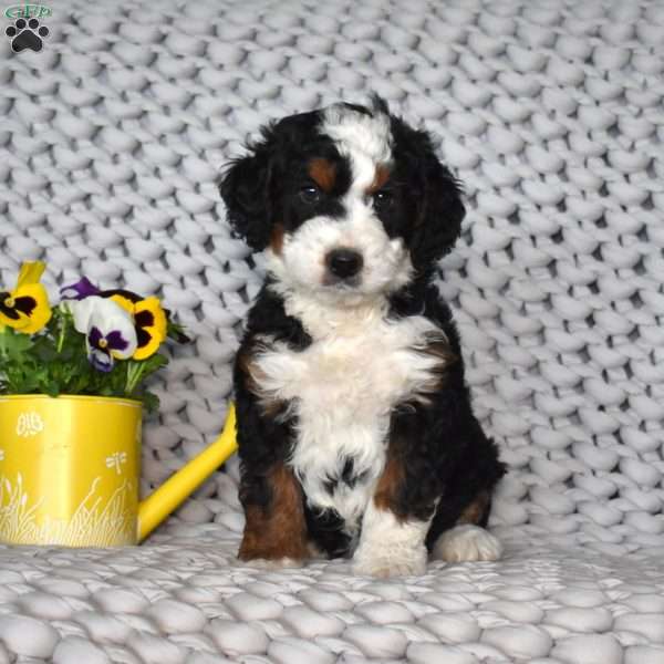 Nash, Mini Bernedoodle Puppy
