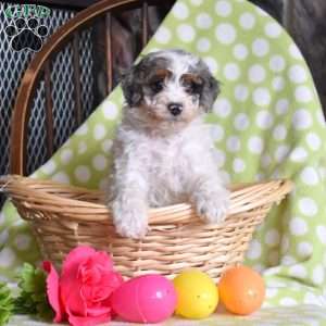 Nash, Mini Bernedoodle Puppy
