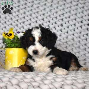 Nash, Mini Bernedoodle Puppy
