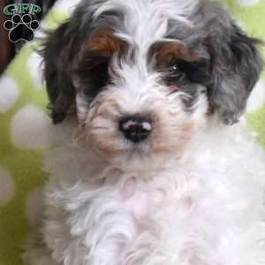 Nash, Mini Bernedoodle Puppy