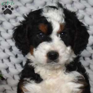 Nash, Mini Bernedoodle Puppy