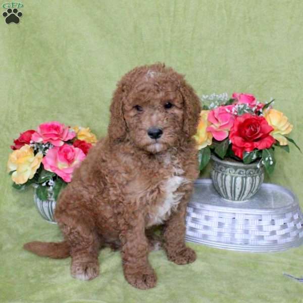 Nathan, Goldendoodle Puppy