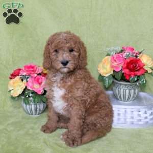 Nathan, Goldendoodle Puppy