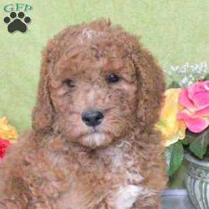 Nathan, Goldendoodle Puppy