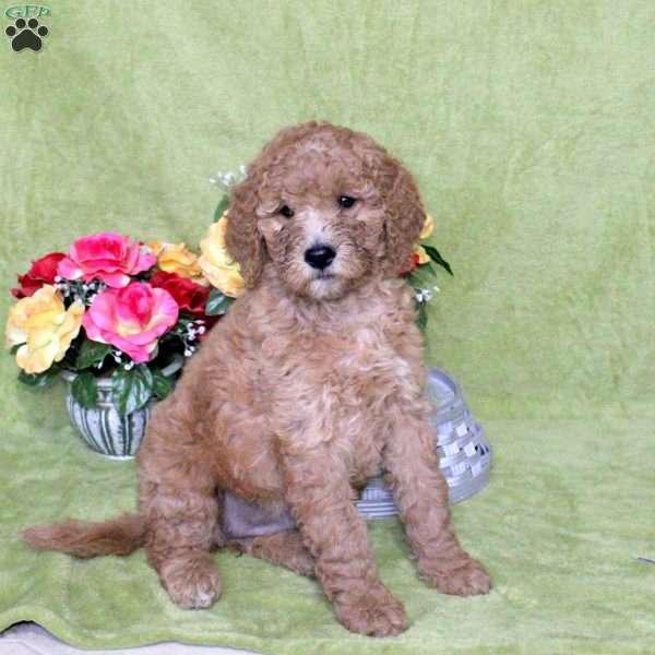Navi, Goldendoodle Puppy