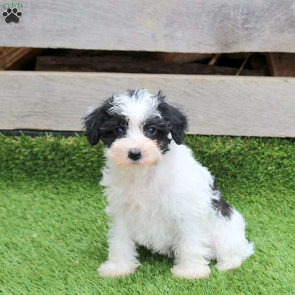 Navi, Mini Schnoodle Puppy