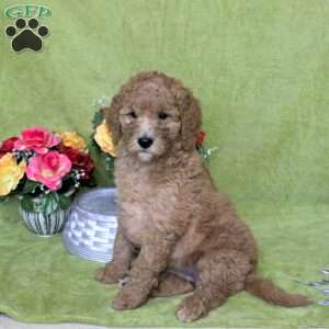 Navi, Goldendoodle Puppy