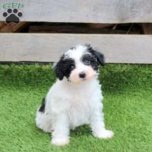 Navi, Mini Schnoodle Puppy