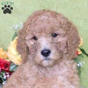 Navi, Goldendoodle Puppy