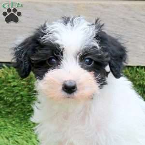 Navi, Mini Schnoodle Puppy