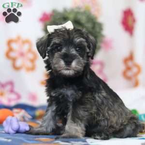 Navy, Miniature Schnauzer Puppy