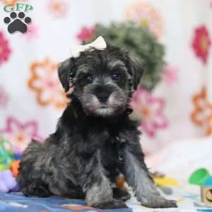 Navy, Miniature Schnauzer Puppy