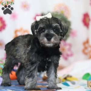 Navy, Miniature Schnauzer Puppy