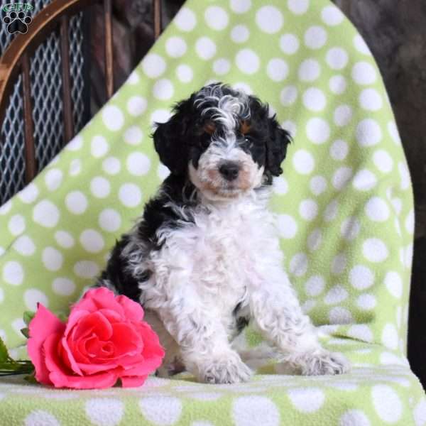 Navy, Mini Bernedoodle Puppy