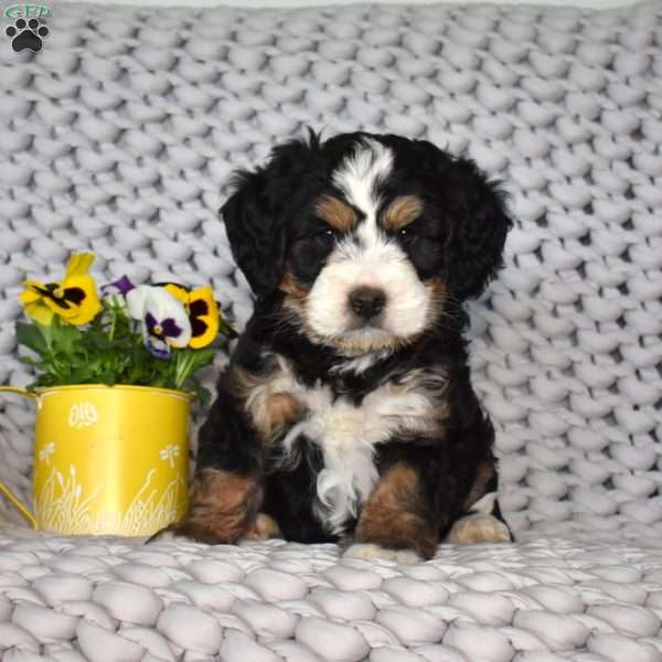 Navy, Mini Bernedoodle Puppy