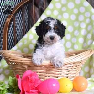 Navy, Mini Bernedoodle Puppy