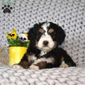 Navy, Mini Bernedoodle Puppy
