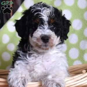 Navy, Mini Bernedoodle Puppy