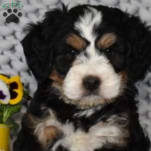 Navy, Mini Bernedoodle Puppy