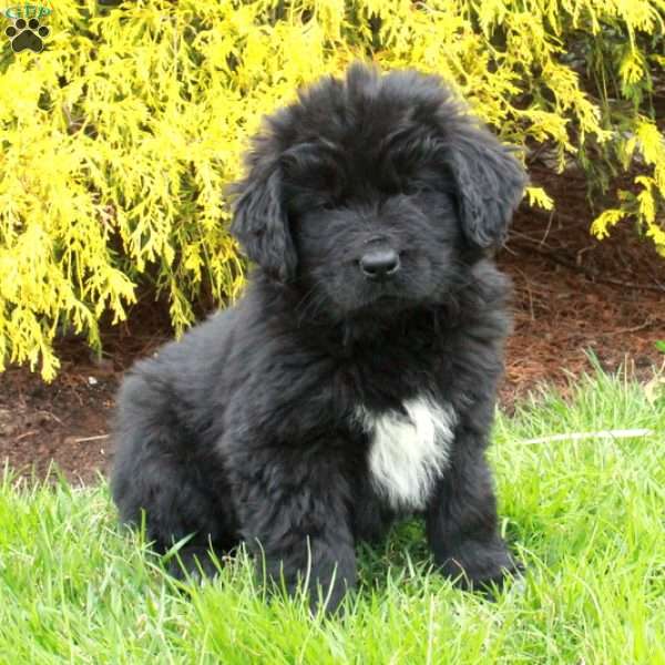 Ned, Newfoundland Puppy