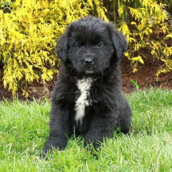 Nellie, Newfoundland Puppy