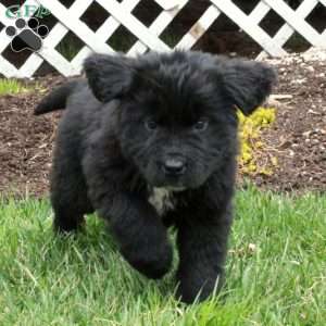 Nellie, Newfoundland Puppy