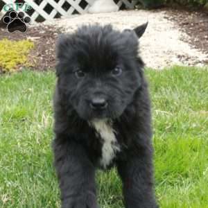 Nellie, Newfoundland Puppy