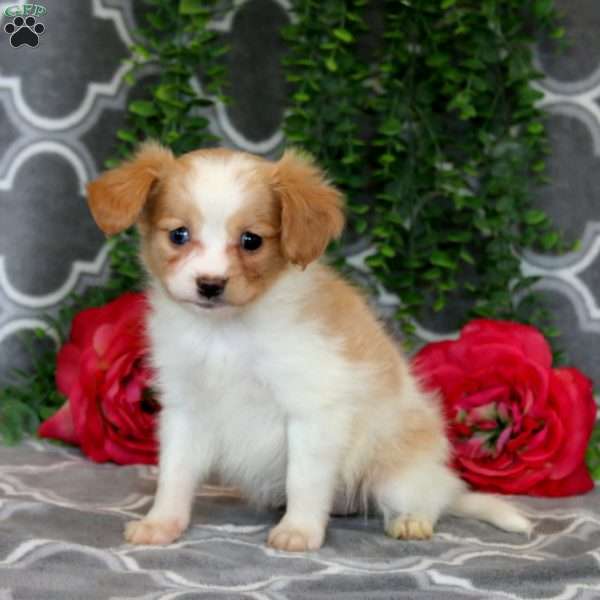 Nellie, Cavalier King Charles Mix Puppy