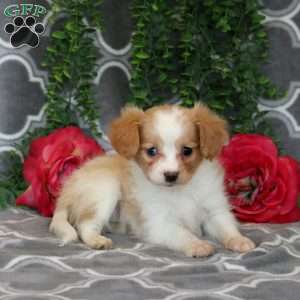 Nellie, Cavalier King Charles Mix Puppy