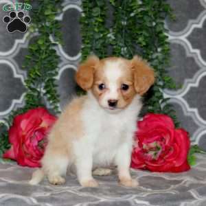 Nellie, Cavalier King Charles Mix Puppy